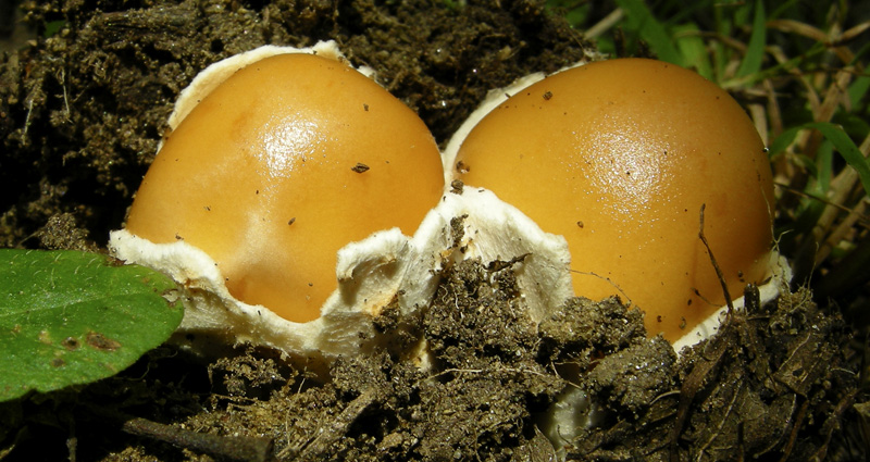 Uova sode o Amanitopsis?